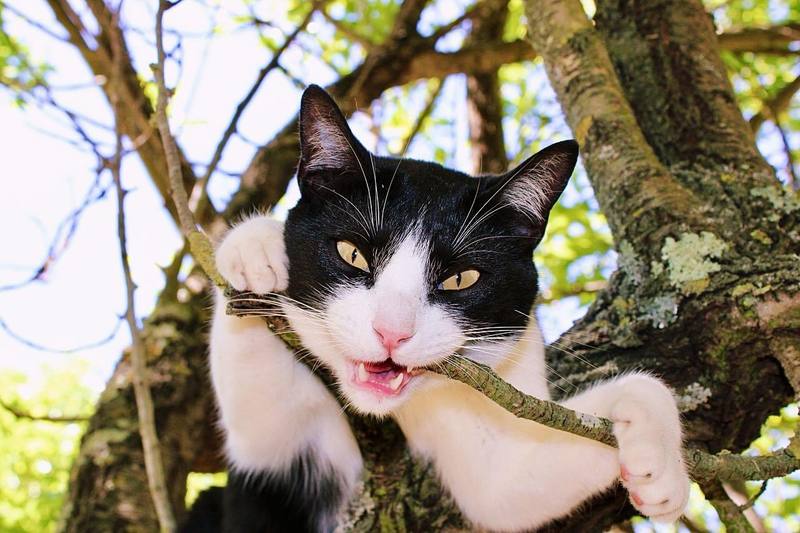 Chat noir et blanc dans un arbre