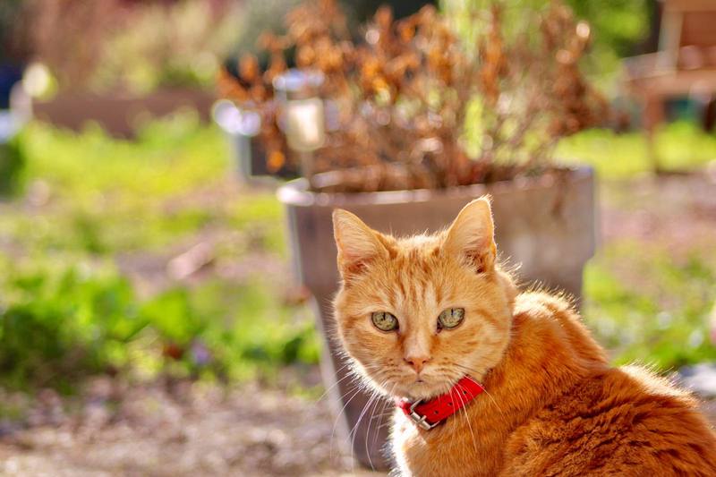 Chat roux au collier rouge