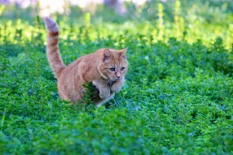 Chat roux dans l'herbe