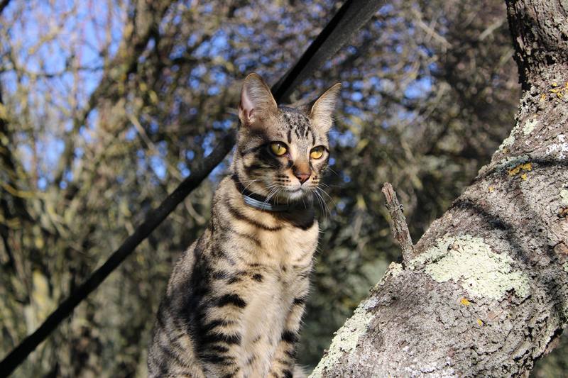 Chat tigré dans un arbre